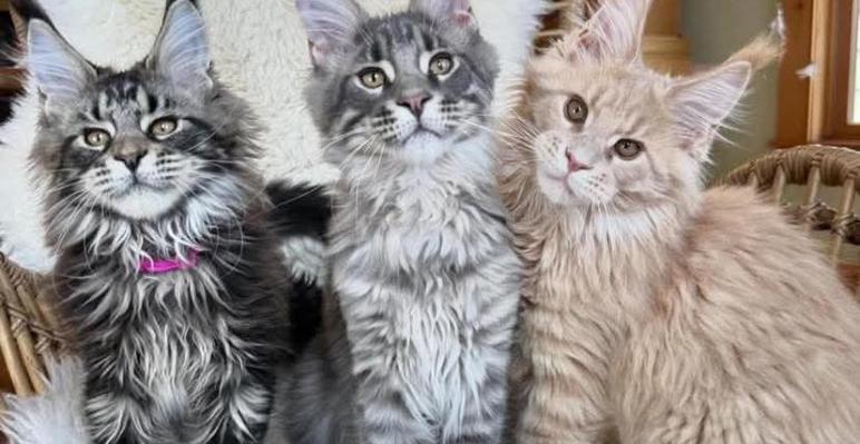 Chaton Maine coon adorable 