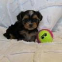 Chiot Yorkshire Pure Race