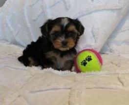 Chiot Yorkshire Pure Race