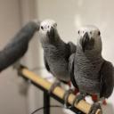 Couple de Perroquet Gris du Gabon 