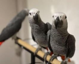 Couple de Perroquet Gris du Gabon 