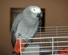 Couple de Perroquet Gris du Gabon 