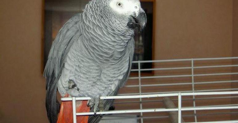 Couple de Perroquet Gris du Gabon 