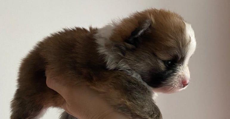 adorable chiot spitz allemand race pure 